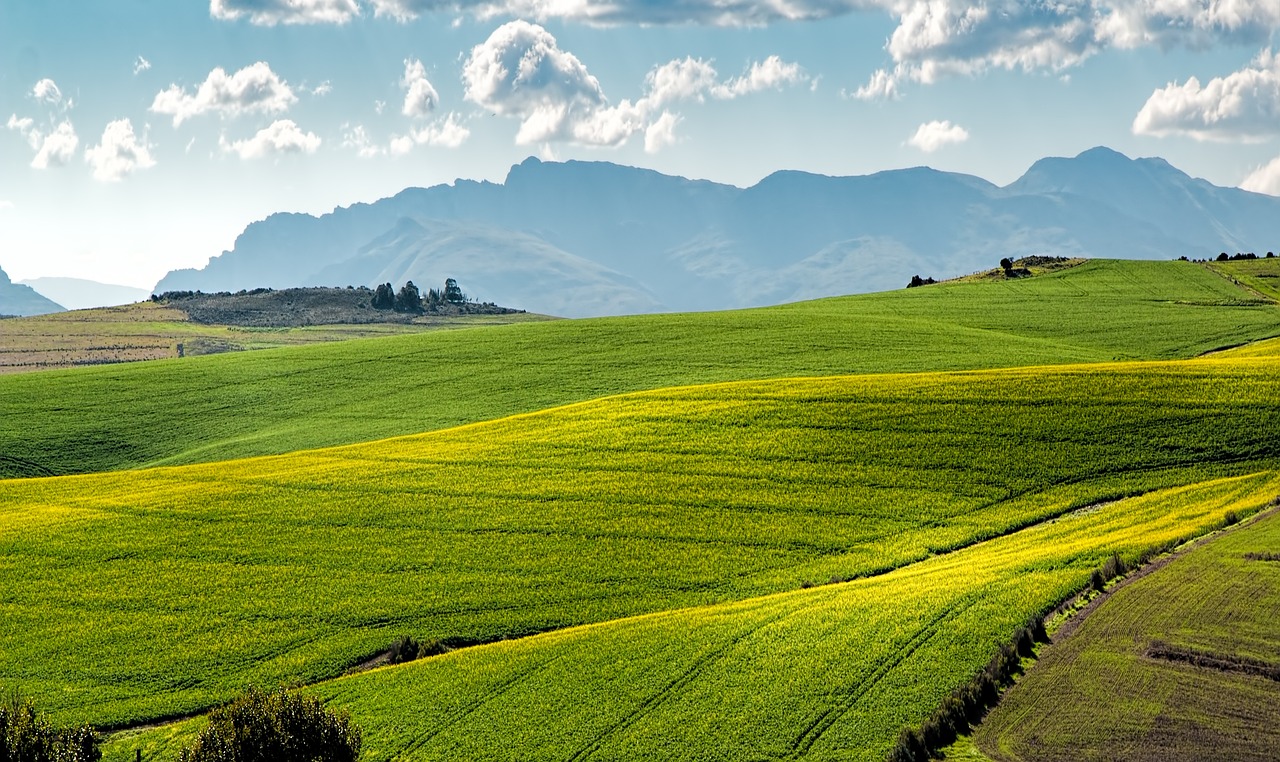 Canola Fields 1911392 1280