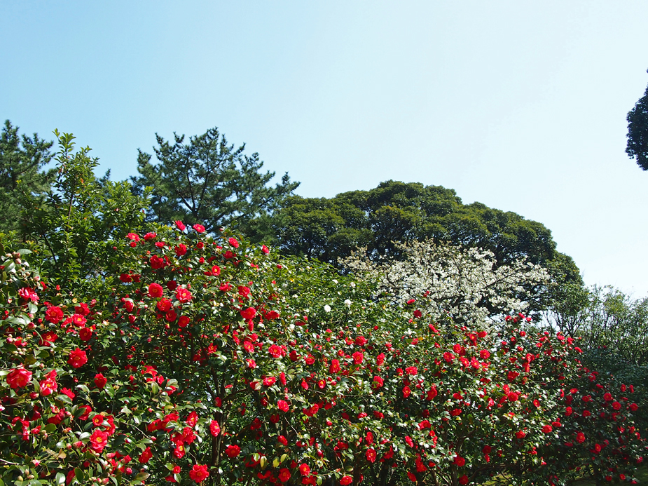 Oshima Camellia