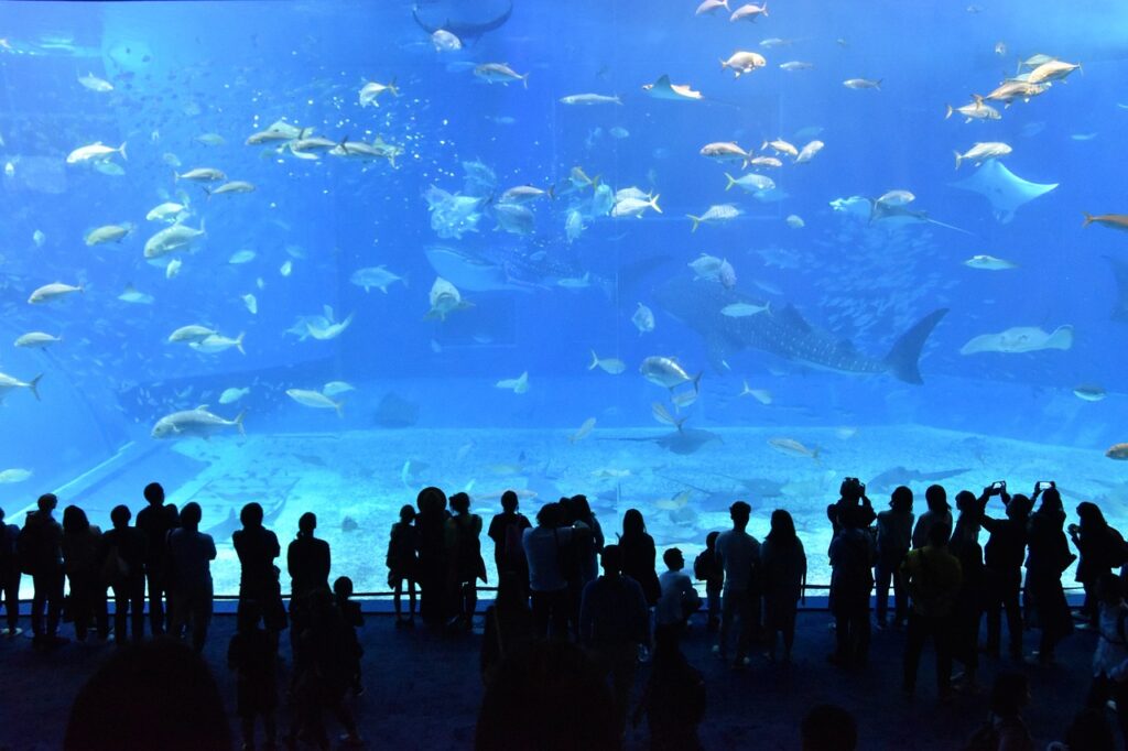 Churaumi Aquarium 2407812 1280