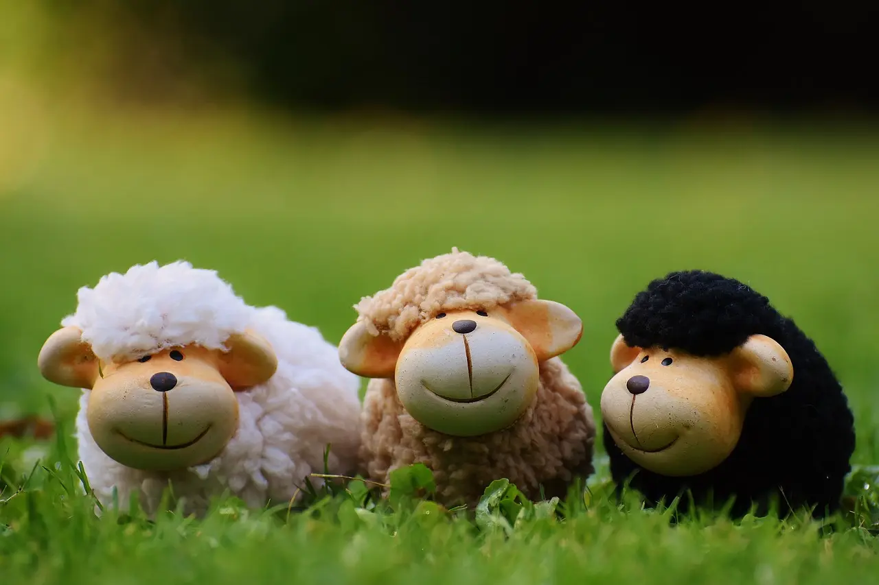 Sheep